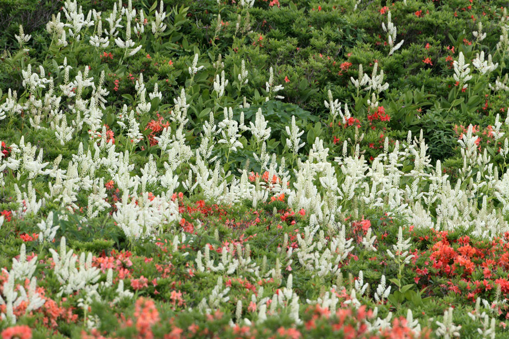 数年に１回はコバイケイソウが大量に咲くと言われている霧ヶ峰　今年は当たり年のようです　レンゲツツジとの競演は見事でした